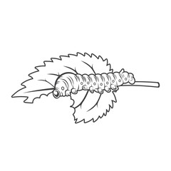 illustration of silkworm, silkworm drawing, vector art.