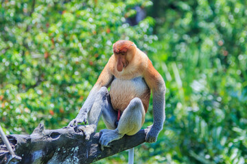 proboscis monkey or nasalis larvatus