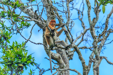 proboscis monkey or nasalis larvatus