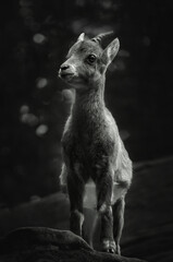 Black and white photograph of young Alpine Ibex standing on a rock