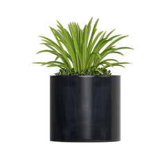 Potted plants placed on a white background