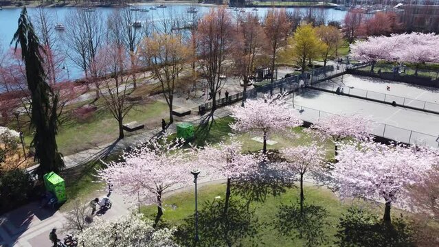 aerial of david lam park and chery blossom trees facing the water