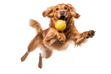 Golden retriever dog jumping happily and playing with ball, isolated on transparent background