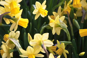 Blühende Osterglocken im Garten