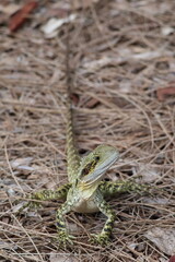 Full frontal portrait close up of inquisitive water dragon