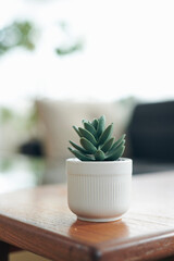 テーブルの端に置かれた多肉植物