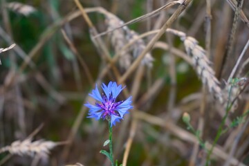 Close-up of a vibrant blue cornflower in bloom, with a blurred field background - obrazy, fototapety, plakaty