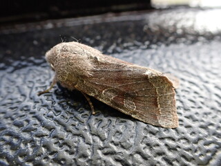 Clouded Drab moth (Orthosia incerta)