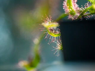 Die Klebetentakel des Sonnentaus