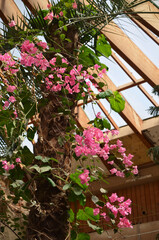 various tropical plants in a greenhouse, date palm and bougainvillea