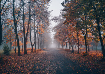 Autumn park with a lots of trees in Poland