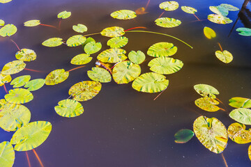 Tranquil lake with delicate water lilies captivates the eye creating a serene and enchanting tableau of natural beauty. 