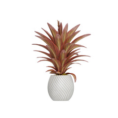 Potted plants placed on a white background