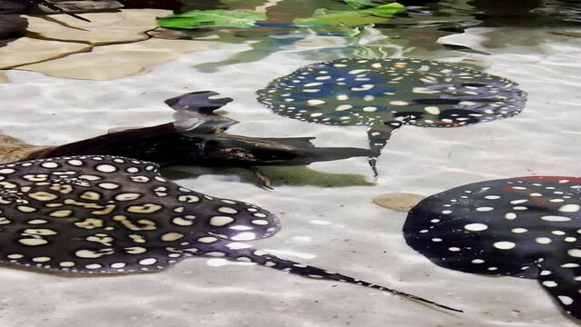 Grupo de 3 &nbsp;hermosas mantarrayas vistas desde arriba en un acuario
