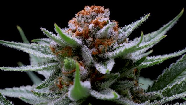 top of cannabis cola