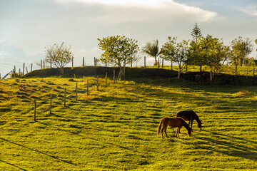 Horses graze on a hill at sunset near Guatape, Colombia
