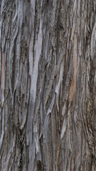 Rugged Tree Bark in Close-Up
