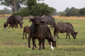 African buffalo in the Okavango Delta, Botswana