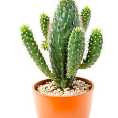 Fototapeta premium cactus isolated on a white background 