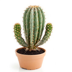 cactus isolated on a white background 