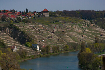 Blick über den Neckar auf die Weinberge