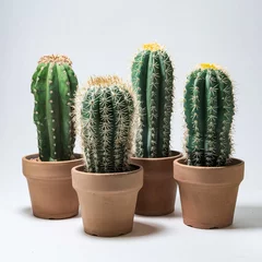 Verduisterende rolgordijnen zonder boren Cactus in pot cactus isolated on a white background 