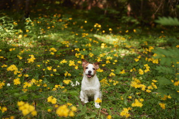 jack Russell Terrier dog stands amidst a field of yellow wildflowers, a dense forest as the...
