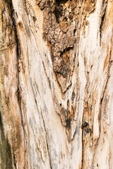 Texture of a tree trunk with bark. Wood background.