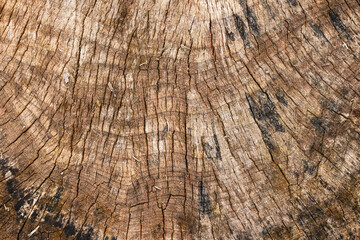 Texture of an old stump. Wooden background.