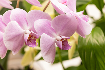 Close view of orchid flowers