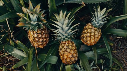 Obraz premium Three pineapples are growing in the grass and leaves, AI