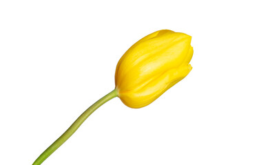 yellow tulip flower isolated on white background