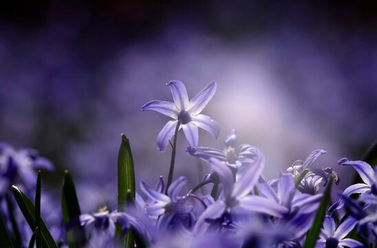 Charming Scilla, March, Germany, Europe