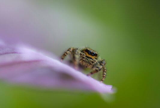 Zebra spider ( Salticus scenicus) on a purple petal, Bavaria, Germany, Europe
