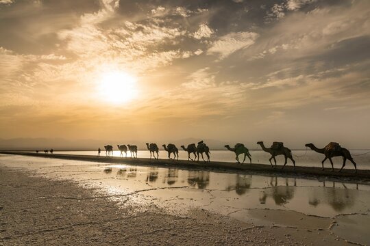 Camels loaded with rock salt plates walk through a salt lake, salt desert, Danakil depression, Ethiopia, Africa