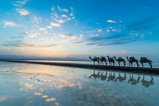 Camels loaded with rock salt slabs walk at sunset through a salt lake, salt desert, Danakil depression, Ethiopia, Africa