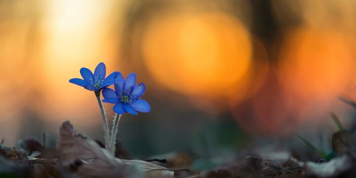 Two flowering liverworts (Anemone hepatica) in front of the setting sun, early bloomers, Teutoburg Forest, Steinhagen, Lower Saxony, Germany, Europe