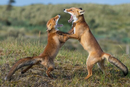 Two Red foxes (Vulpes vulpes) fighting with open mouth, playful, Netherlands
