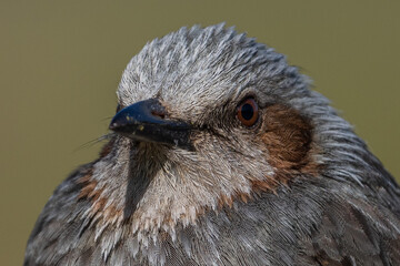 Close up image of Brown-eared Bulbul face