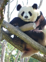 Fototapeta premium Panda dans un parc animalier