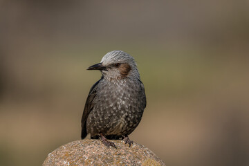 Close up image of Brown-eared Bulbul isolated on plain background.