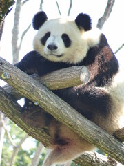 Panda dans un parc animalier