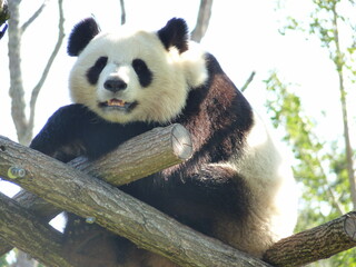 Panda dans un parc animalier