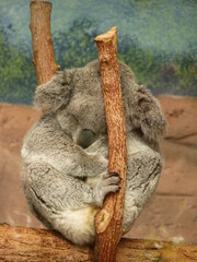 Koala dans un parc animalier