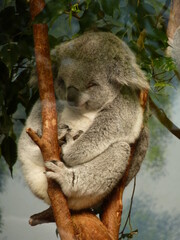 Koala dans un parc animalier