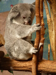 Koala dans un parc animalier