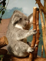 Koala dans un parc animalier