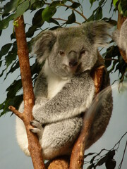 Koala dans un parc animalier