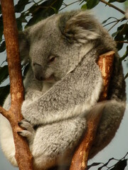 Koala dans un parc animalier