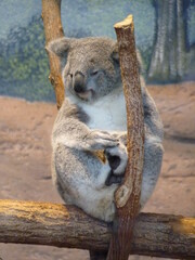 Koala dans un parc animalier